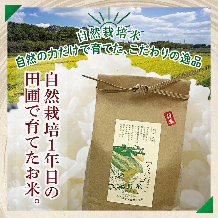【ふるさと納税】【11月限定価格】【11月初旬頃順次発送】【選べる】令和7年産 新米 5kg・10kg アミーゴ米 【白米】（コシヒカリ・天日干し米・自然栽培米 （1年目））｜茨城県 大子町 袋田 米 精米 おだがけ米 はざがけ米 いねかけ米 農福連携（CA016)