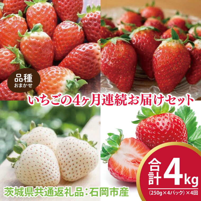 【ふるさと納税】【先行予約】【4ヶ月定期便】いちごの4ヶ月連続お届けセット(250g×4パック)×4回(茨城県共通返礼品:石岡市産)※2025年12月初旬~2026年3月下旬頃に順次発送予定(CD018)