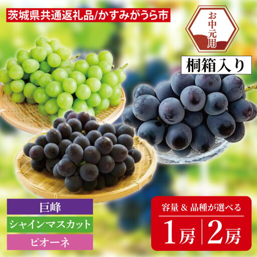 【ふるさと納税】【容量と品種が選べる】【先行予約】【お中元】巨峰 or シャインマスカット or ピオーネ 桐箱入り(茨城県共通返礼品:かすみがうら市)(CD181) 【ふるさと納税】【容量と品種が選べる】【先行予約】【お中元】巨峰 or シャインマスカット or ピオーネ 桐箱入り(茨城県共通返礼品:かすみがうら市)(CD181)