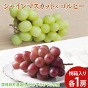 【ふるさと納税】【先行予約】シャインマスカット1房とゴルビー1房 桐箱入り(茨城県共通返礼品:かすみがうら市産) ※2025年9月初旬~2025年10月下旬頃に...