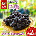 【ふるさと納税】【先行予約】訳あり 巨峰 約2kg(茨城県共通返礼品:かすみがうら市産) ※2025年10月初旬〜2025年10月下旬頃に順次発送予定(CD05...