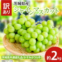 【ふるさと納税】【先行予約】訳ありシャインマスカット 約2kg(茨城県共通返礼品:かすみがうら市産) ※2025年10月初旬〜2025年10月下旬頃に順次発送予...
