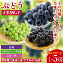 【ふるさと納税】【先行予約】【2025年8月より発送開始】【5ヶ月定期便】ぶどうの定期便5か月 500g×1房(茨城県共通返礼品:かすみがうら市産)|ぶどう 果物 フルーツ くだもの 定期便 フルーツ定期便 先行予約 数量限定 茨城県 かすみがうら市産 大子町(CD151)
