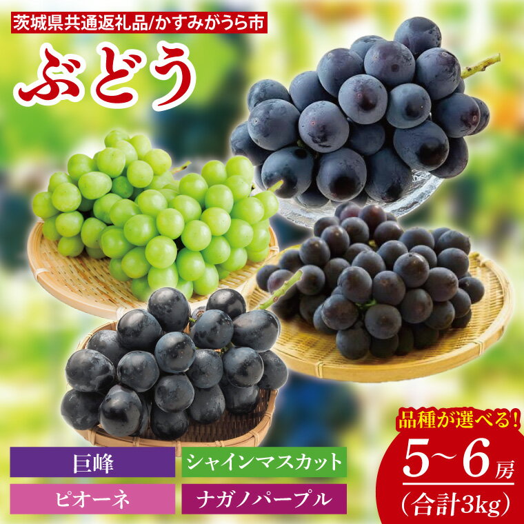 【ふるさと納税】【先行予約】【2025年7月より発送開始】巨峰 3kg(5〜6房)(茨城県共通返礼品:かすみがうら市産)|ぶどう 巨峰 果物 フルーツ くだもの 共通返礼品 先行予約 数量限定 茨城県 かすみがうら市産 大子町(CD158)