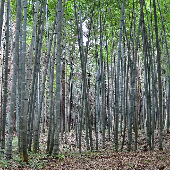 茨城県阿見町の画像3