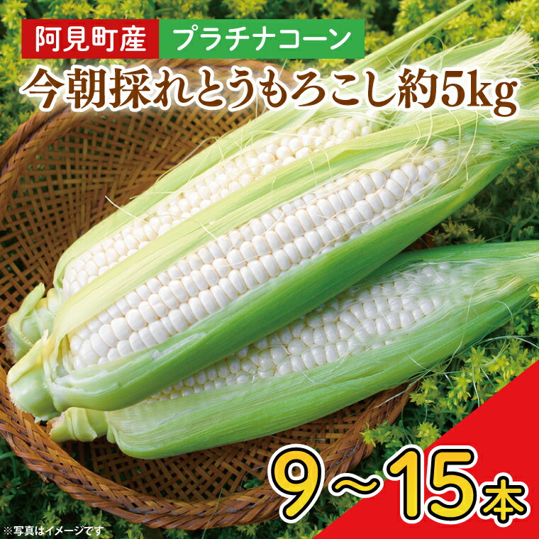【ふるさと納税】【先行予約】阿見町産 今朝採れとうもろこし約5kg（プラチナコーン・9本～15本）【茨城県 阿見町 国産 甘い 朝採り 野菜 スイートコーン ホワイト 白 送料無料】（04-23）