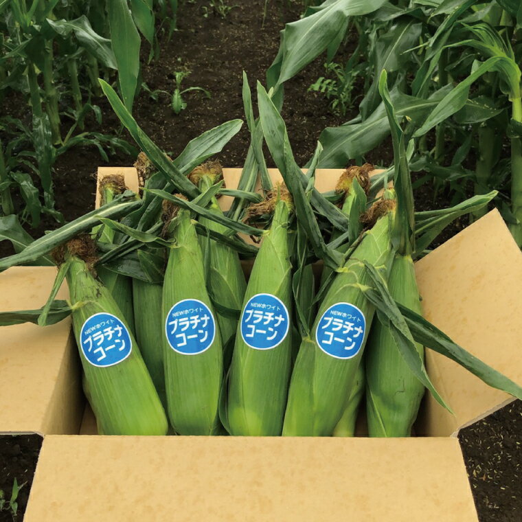 【ふるさと納税】【先行予約】阿見町産 今朝採れとうもろこし約5kg（バイカラー ホワイト詰合せ・9本～15本）【茨城県 阿見町 国産 甘い 朝採り 野菜 ドルチェドリーム プラチナコーン 食べ比べ 送料無料】（04-24）