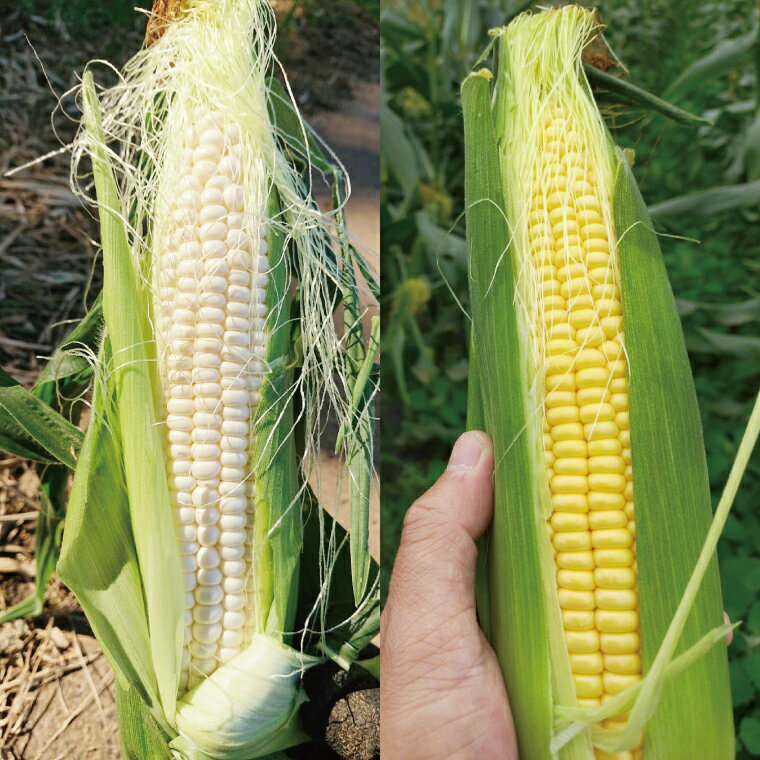 【ふるさと納税】【先行予約】阿見町産 今朝採れとうもろこし約5kg（バイカラー ホワイト詰合せ・9本～15本）【茨城県 阿見町 国産 甘い 朝採り 野菜 ドルチェドリーム プラチナコーン 食べ比べ 送料無料】（04-24）