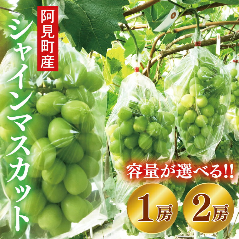 【ふるさと納税】【9月中旬発送】【先行予約】【選べる内容量】シャインマスカット 2房【シャインマスカット マスカット ぶどう ブドウ 葡萄フルーツ】(07-02)