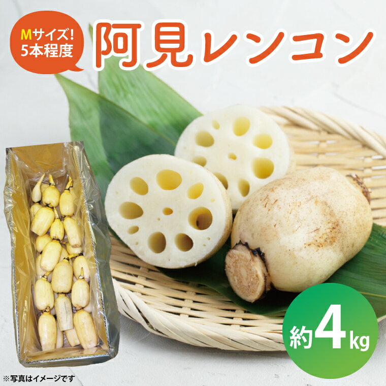 阿見レンコン(Mサイズ 5本程度 約4kg)[れんこん 蓮根 肉厚 しゃきしゃき 煮物 きんぴら](20-01)
