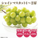 【ふるさと納税】【選べる】49-01 【先行予約】【2025年10月以降発送】シャインマスカット【マスカット ぶどう ブドウ 葡萄 フルーツ 果物 くだもの 阿...