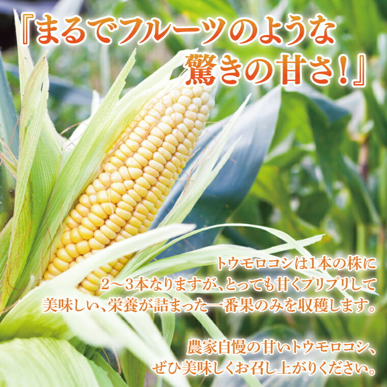 【ふるさと納税】とうもろこし トウモロコシ 6本入 甘い フルーツコーン 朝採れ 茨城県産 阿見町 産地直送 限定 お取り寄せ 夏 春 旬 先行予約【2026年6月下旬より順次配送】（73-01）