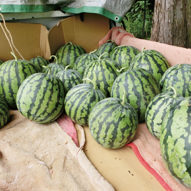 【ふるさと納税】茨城県産大玉すいか2玉（Lサイズ）高糖度 甘い 旬 人気 国産 産地直送 夏限定 期間 数量限定 スイカ 西瓜 フルーツ 果物 茨城県 阿見町【先行予約｜2026年6月中旬より順次配送】（21-01）