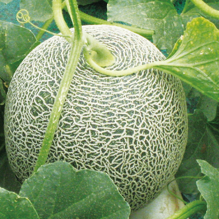 【ふるさと納税】茨城県阿見町産メロン3玉（青肉2玉・赤肉1玉）高糖度 大きい 甘い 旬 人気 国産 産地直送 夏限定 期間 数量限定 めろん フルーツ 果物 茨城県 阿見町【先行予約｜2026年6月中旬より順次配送】（21-02）