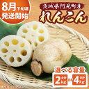 【ふるさと納税】【選べる容量】【先行予約】【8月下旬より発送】れんこん 2kg・4kg【絶品 蓮根 レンコン 高級感 茨城県産 茨城県 阿見町】(89-01)