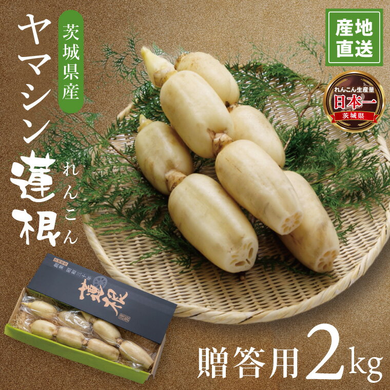 ヤマシン蓮根 贈答用2kg|レンコン 贈答 プレゼント 食物繊維 新鮮 シャキシャキ 茨城県 阿見町 (98-01)