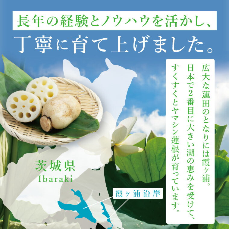 【ふるさと納税】【内容量が選べる】ヤマシン蓮根 1kg・2kg・ 4kg|レンコン 食物繊維 新鮮 シャキシャキ 茨城県 阿見町（98-04）