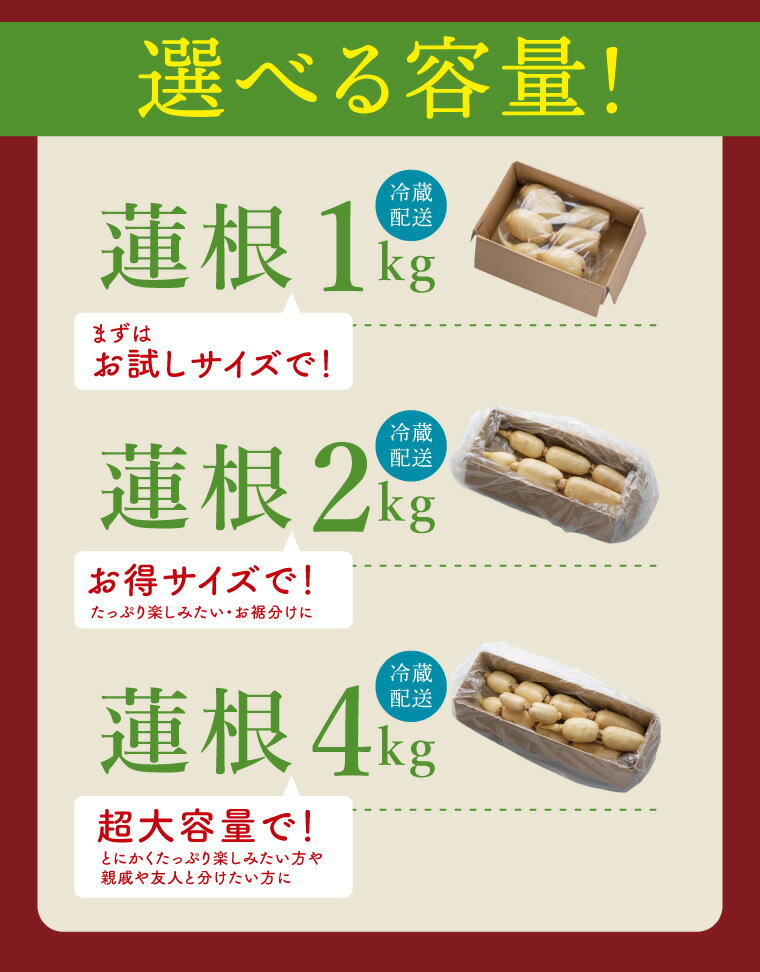 【ふるさと納税】【内容量が選べる】ヤマシン蓮根 1kg・2kg・ 4kg|レンコン 食物繊維 新鮮 シャキシャキ 茨城県 阿見町（98-04）