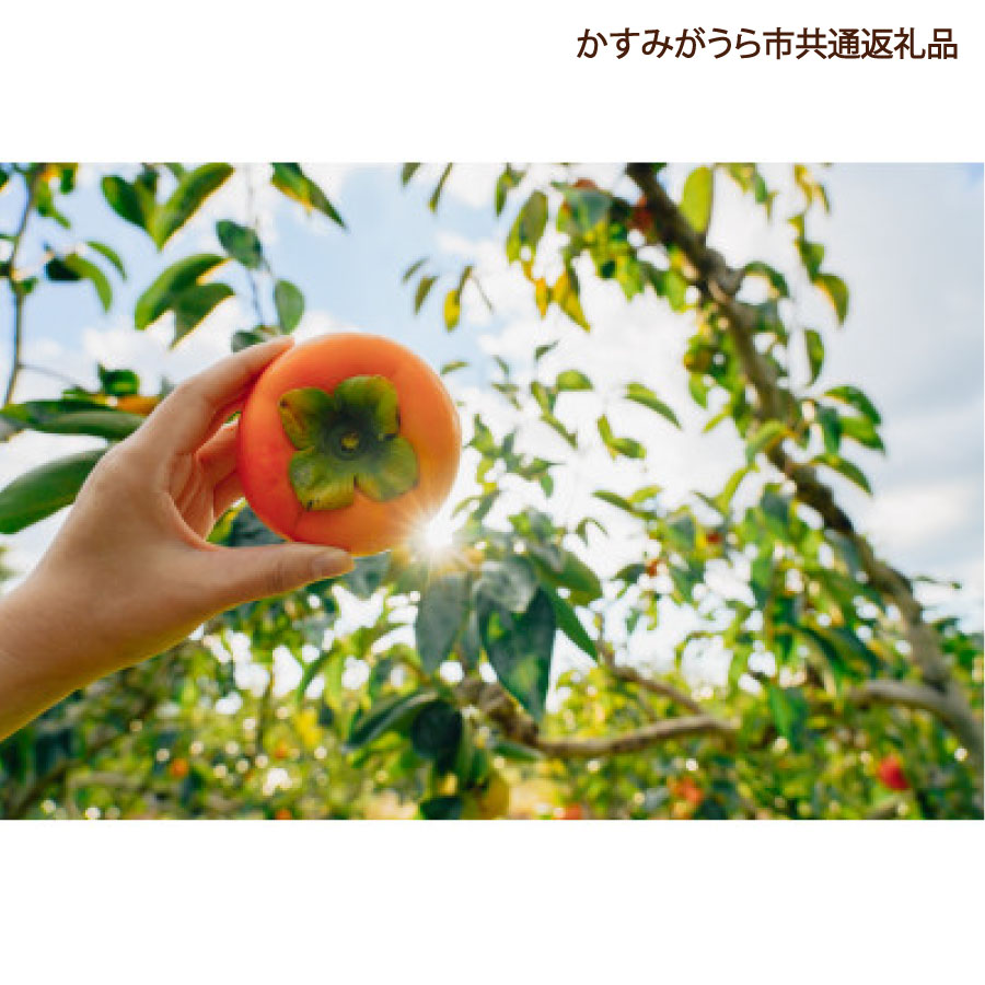 柿 3.5kg 果物 フルーツ くだもの 1箱 かき カキ 秋 旬 果汁 甘み 大粒 茨城県産 期間限定 数量限定 【かすみがうら市共通返礼品】（107-07）