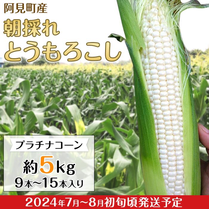 とうもろこし 約5kg 白いとうもろこし 朝採れ クール便 20-24阿見町産朝採れとうもろこし約5kg(プラチナコーン・9本〜15本入り)[2024年7月〜8月初旬頃に発送予定]