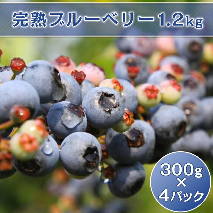 【ふるさと納税】ブルーベリー 1.2kg 生 冷蔵 小分け 33-02完熟ブルーベリー1.2kg（300g×4パック）【2024年6月下旬ころから順次発送予定】