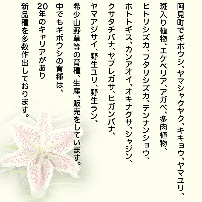 【ふるさと納税】62-01 「路地裏のギボウシ」商品券 2,000円分