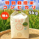 27位! 口コミ数「0件」評価「0」令和5年産『山田のややこ』特別栽培米コシヒカリ(精米)5kg【配送不可地域：離島・沖縄県】【1439702】