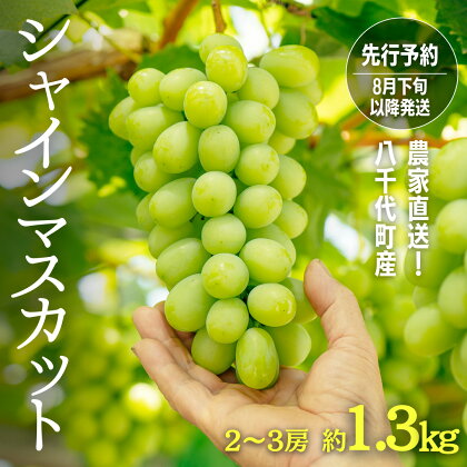 【 先行予約 8月下旬以降発送 】 農家直送 ! 八千代町産 シャインマスカット 約 1.3kg （ 2～3房 ） マスカット フルーツ 果物