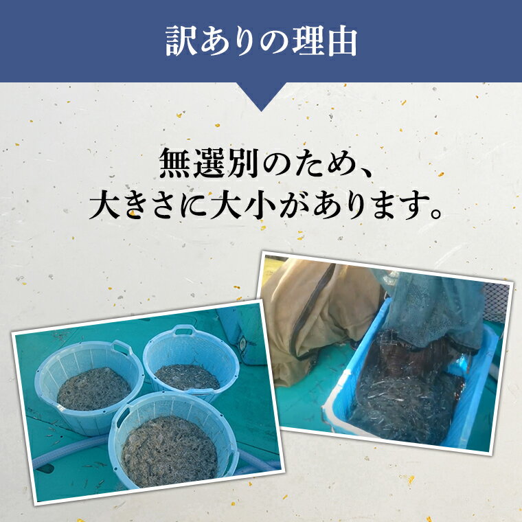 【ふるさと納税】 【凍眠】 冷凍 生しらす 約1kg 【訳あり】 しらす シラス 生シラス 新鮮 天然 小分け 魚介 海鮮 国産 刺身 真空 パック 訳あり 凍眠