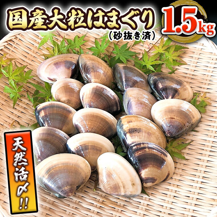 国産 天然活〆はまぐり 冷凍 大粒 1.5kg （ 約500g × 3パック ） 砂抜き済み