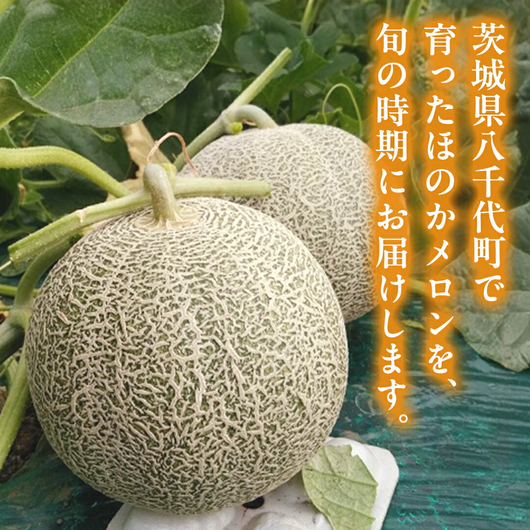 【ふるさと納税】先行予約 ほのかメロン 秀品（ 赤肉 ） 2玉 【 6月上旬 以降発送】 メロン 果物 フルーツ 甘い 茨城県 茨城県産 期間限定 数量限定 産地直送 農家直送