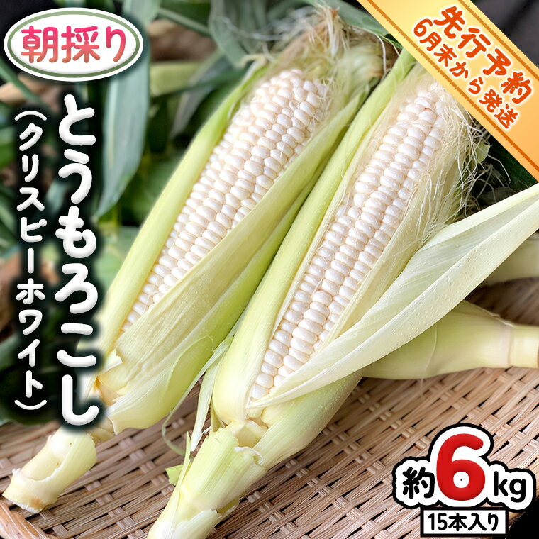 【ふるさと納税】【 先行予約 6月下旬 以降発送】【 令和6年産 】 朝採り とうもろこし （ クリスピーホワイト ） 約 6kg トウモロコシ スイートコーン 野菜 産地直送 期間限定