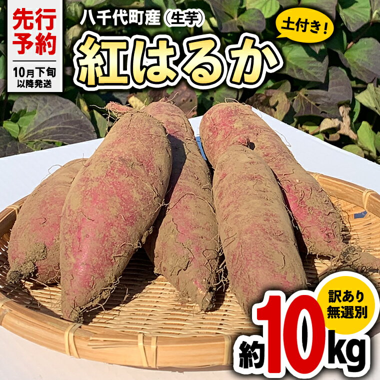 【ふるさと納税】【 先行予約 2024年10月下旬以降発送 】訳あり 茨城 八千代町産 さつまいも 紅はるか...