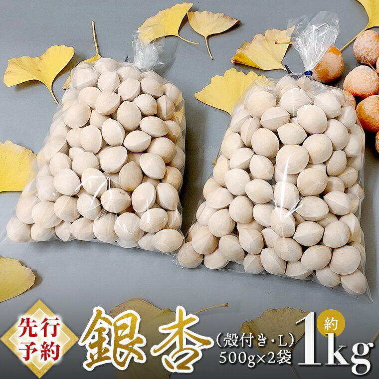 [ 先行予約 2024年10月上旬以降発送 ]銀杏 ぎんなん 約1kg ( 殻付き ・ L ) 500g × 2袋 イチョウ 秋 美味 栄養満点 健康 高血圧予防 むくみ改善 疲労回復 美肌