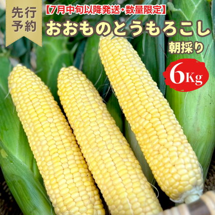 ＜令和6年産＞ 【 先行予約 ・ 7月中旬以降発送】 【数量限定】 八千代町産 農家直送 朝採りとうもろこし おおもの 6kgトウモロコシ スイートコーン 産地直送