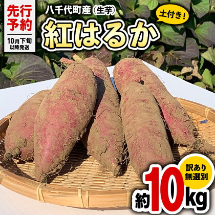 【 先行予約 2024年10月下旬以降発送 】訳あり 茨城 八千代町産 さつまいも 紅はるか 土付き 無選別 生芋 約 10kg 農家直送 熟成 べにはるか イモ 芋 いも おやつ デザート 秋 旬