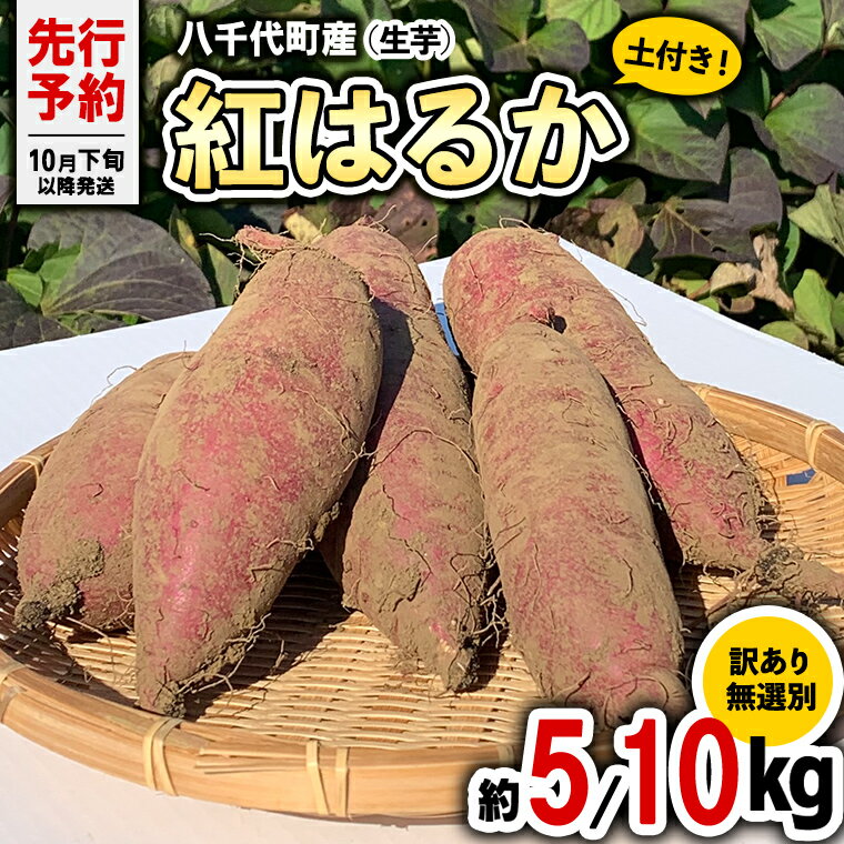 【ふるさと納税】【 先行予約 2024年10月下旬以降発送 】 【 選べる 内容量 】 訳あり 無選別 八千代町産 紅はるか 生芋 土付き さつまいも サツマイモ 芋 いも イモ ワケアリ 訳アリ 八千代町 ふるさと納税 5000円 8000円