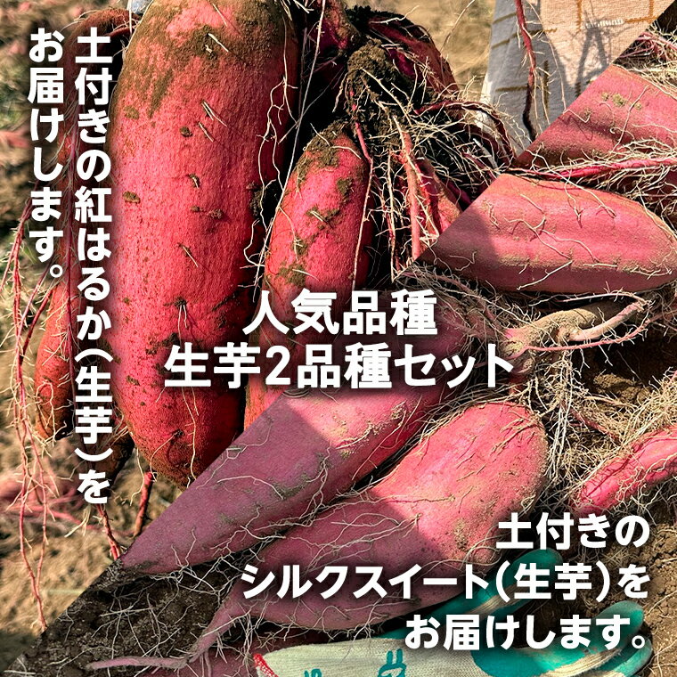 【ふるさと納税】【 先行予約 2024年11月中旬以降発送 】【 選べる 内容量 】 訳あり 無選別 八千代町産 紅はるか シルクスイート 2種 食べ比べ 生芋 土付き さつまいも サツマイモ 芋 いも イモ ワケアリ 訳アリ 八千代町 ふるさと納税 5000円 8000円