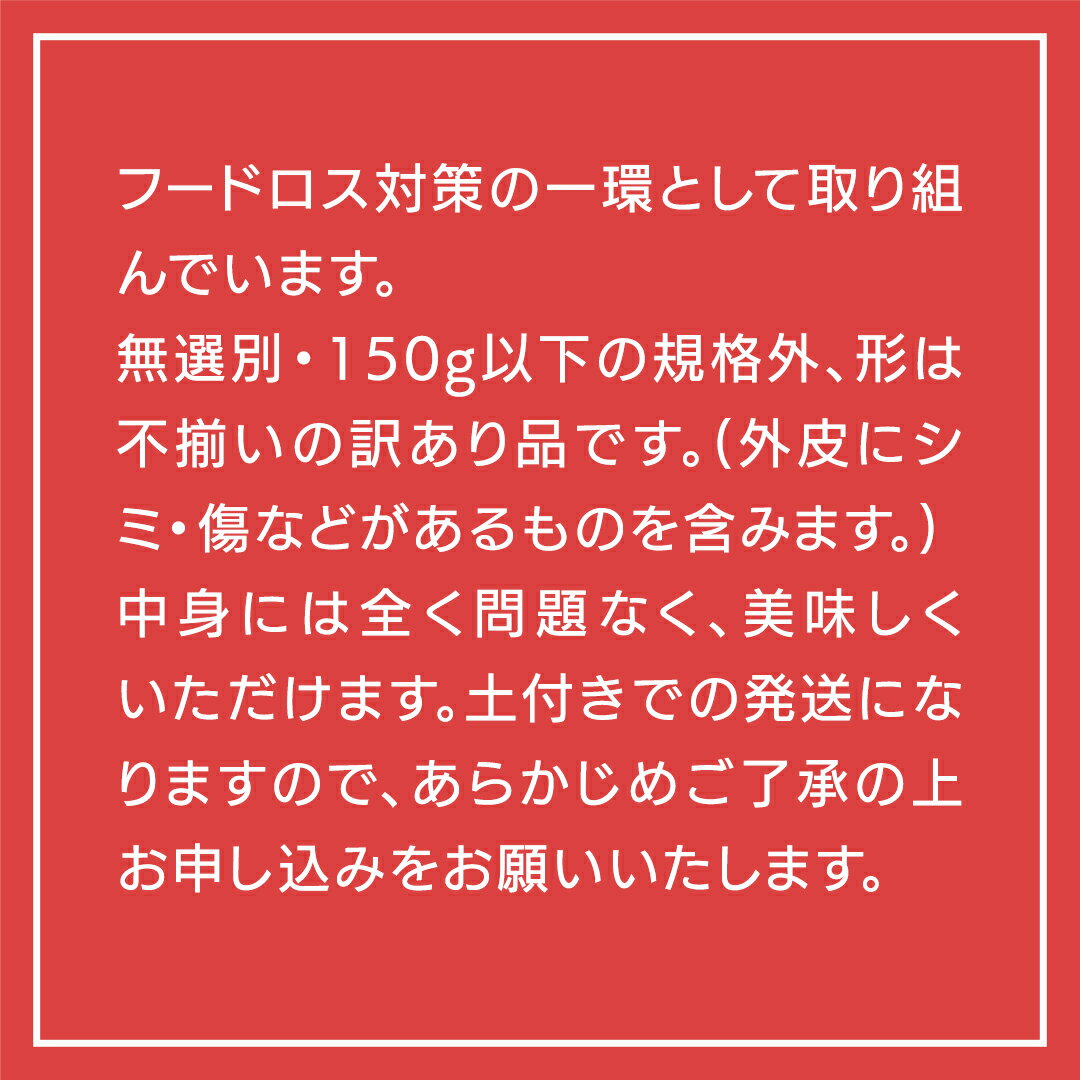 【ふるさと納税】【 先行予約 2024年11月下旬以降発送 】【 訳あり 】 八千代町産 熟成 小芋 シルクスイート 生芋 土付き 10kg さつまいも サツマイモ 芋 イモ ふるさと納税 6000円 訳アリ