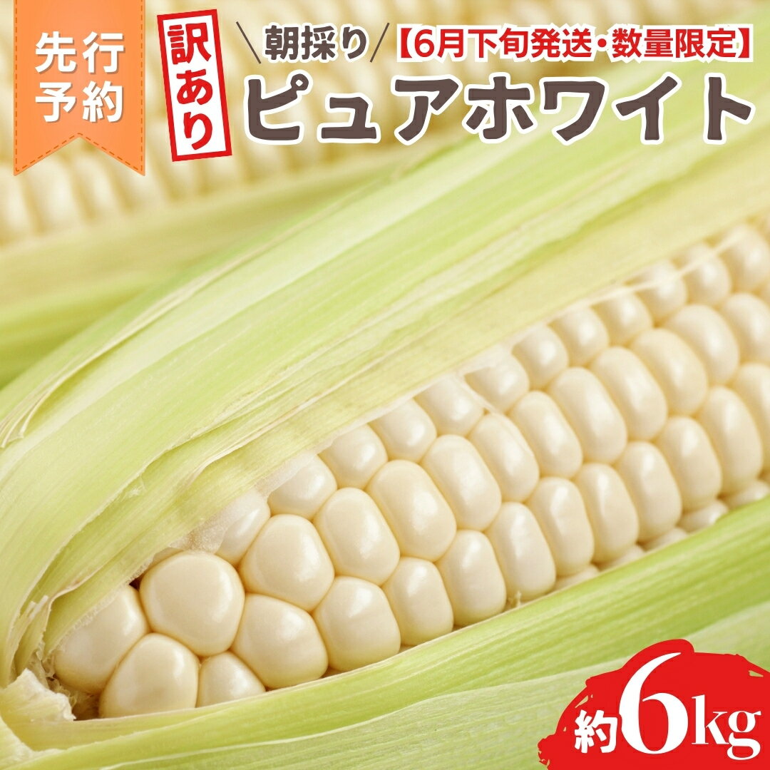 [ 訳あり ][ 令和7年産 ][先行予約 2025年6月下旬以降発送 ][数量限定] 朝採り 白い とうもろこし ピュアホワイト 約6kg トウモロコシ コーン 旬 BBQ バーベキュー 夏野菜 甘い 期間限定 ふるさと納税 6000円