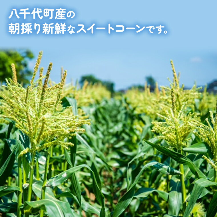 【ふるさと納税】【 先行予約 2026年6月下旬以降発送】【 令和8年産 】 朝採り とうもろこし （ ピュアホワイト ） 約 6kg トウモロコシ スイートコーン 野菜 産地直送 期間限定 2026 2026年発送 2026年先行受付 2026年