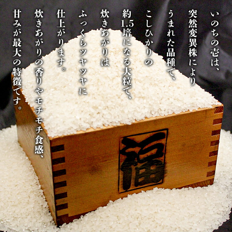 農家直送！ こだわりのおいしいお米をお届けします　【ふるさと納税】令和7年産 新米 茨城県産 いのちの壱 5kg 精米 米 こめ コメ 茨城県 国産 いばらき 単一米 単一原料米 大粒 農家直送 [BG014ya]