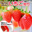 【ふるさと納税】いちご狩り体験 チケット おとな2枚 小学生2枚 いちご狩り 体験 イチゴ 苺 フルーツ 果物 食べ放題