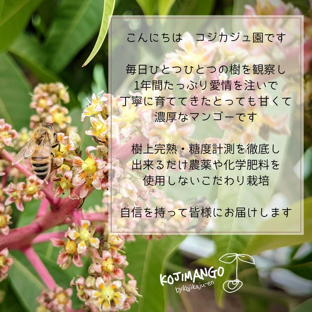 【ふるさと納税】【 先行予約 2026年8月中旬順次発送】 完熟マンゴー 約 1kg ( 2～4玉 ) アーウィン マンゴー 茨城県 八千代町