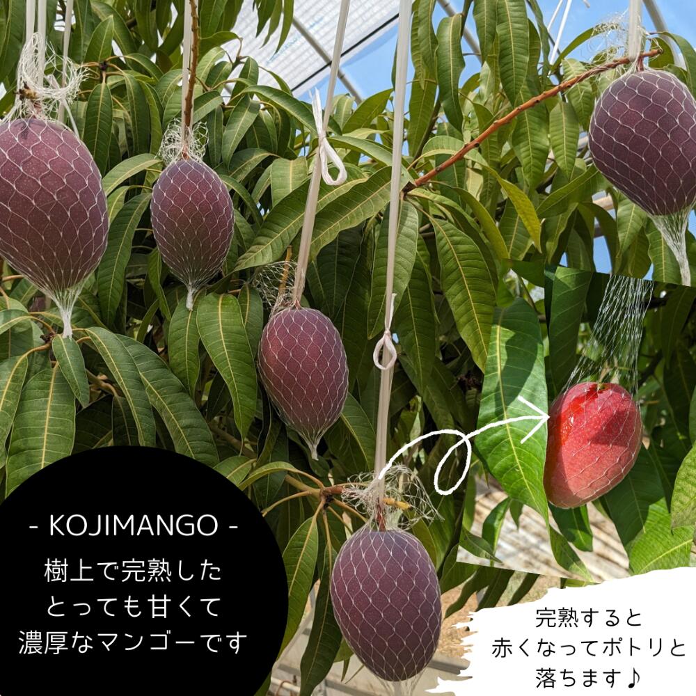 【ふるさと納税】【 先行予約 2026年8月中旬順次発送】 完熟マンゴー 約 1kg ( 2～4玉 ) アーウィン マンゴー 茨城県 八千代町