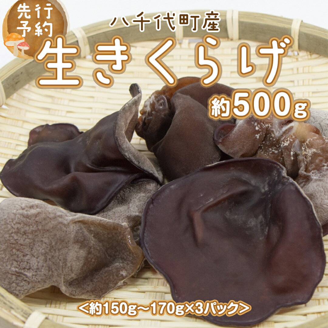 [先行予約 2024年6月以降発送]八千代町産 生きくらげ 約 500g (約 150g 〜 170g × 3パック ) キクラゲ 木耳 きのこ キノコ ふるさと納税 7000円 茨城県 八千代町