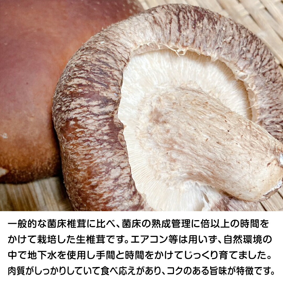 無添加　湘南きくいも国産菊芋青汁・桑の葉入（ 2g×10包入）×2個★コンパクト便で配送★藤沢産菊芋と山梨県産の農薬不使用の桑の葉を配合。どちらも何も加えず自然のまま乾燥させた粉末を使用しています。菊芋の甘みで飲みやすく、緑茶に似た味わい。
