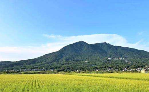 【ふるさと納税】パックご飯 茨城県産こしひかり ふっくらむつみごはん 180g×48個｜米 お米 こしひかり パック パックライス ライスパック 【JA茨城むつみ】