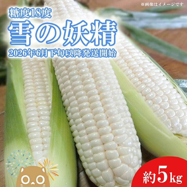 [先行予約][2026年6月下旬以降発送開始!]糖度18度前後 白い とうもろこし 「雪の妖精」 約 5kg 入り |茨城 野菜 トウモロコシ 1000セット 限定