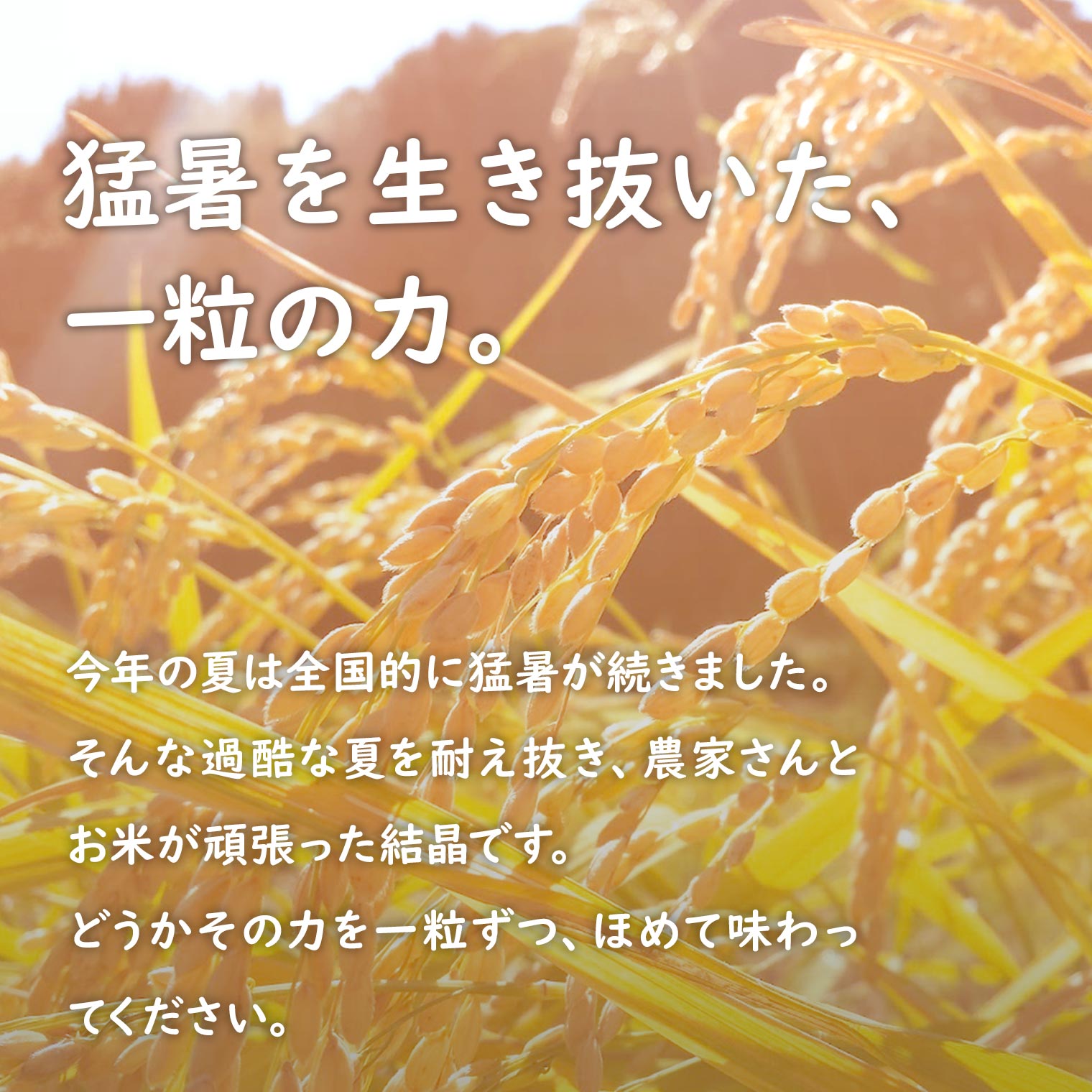 【ふるさと納税】 新米 先行予約 米 一番星 10kg(5kg×2袋) 令和8年産 国産 米 白米 茨城県 境町産 数量限定 お米 人気 おすすめ 10キロ S274 f085464-sakai-10001836 茨城県境町 サンプル画像3